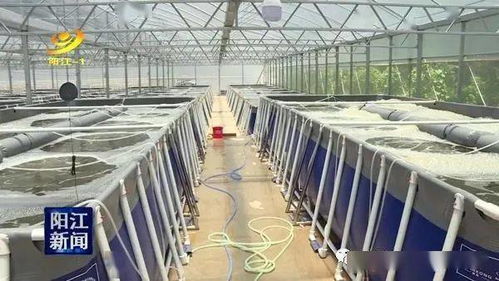 大手笔 投入7000多万 搞对虾封闭式工厂化循环水养殖,三阶段跑道式养殖,养殖水体5200立方米