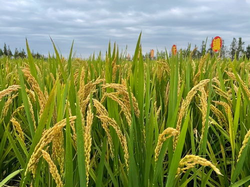 9月10日 上海要闻及抗击肺炎快报